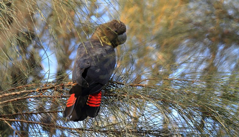 Help us Here at AlkaWay to Save our Beloved Birdies!