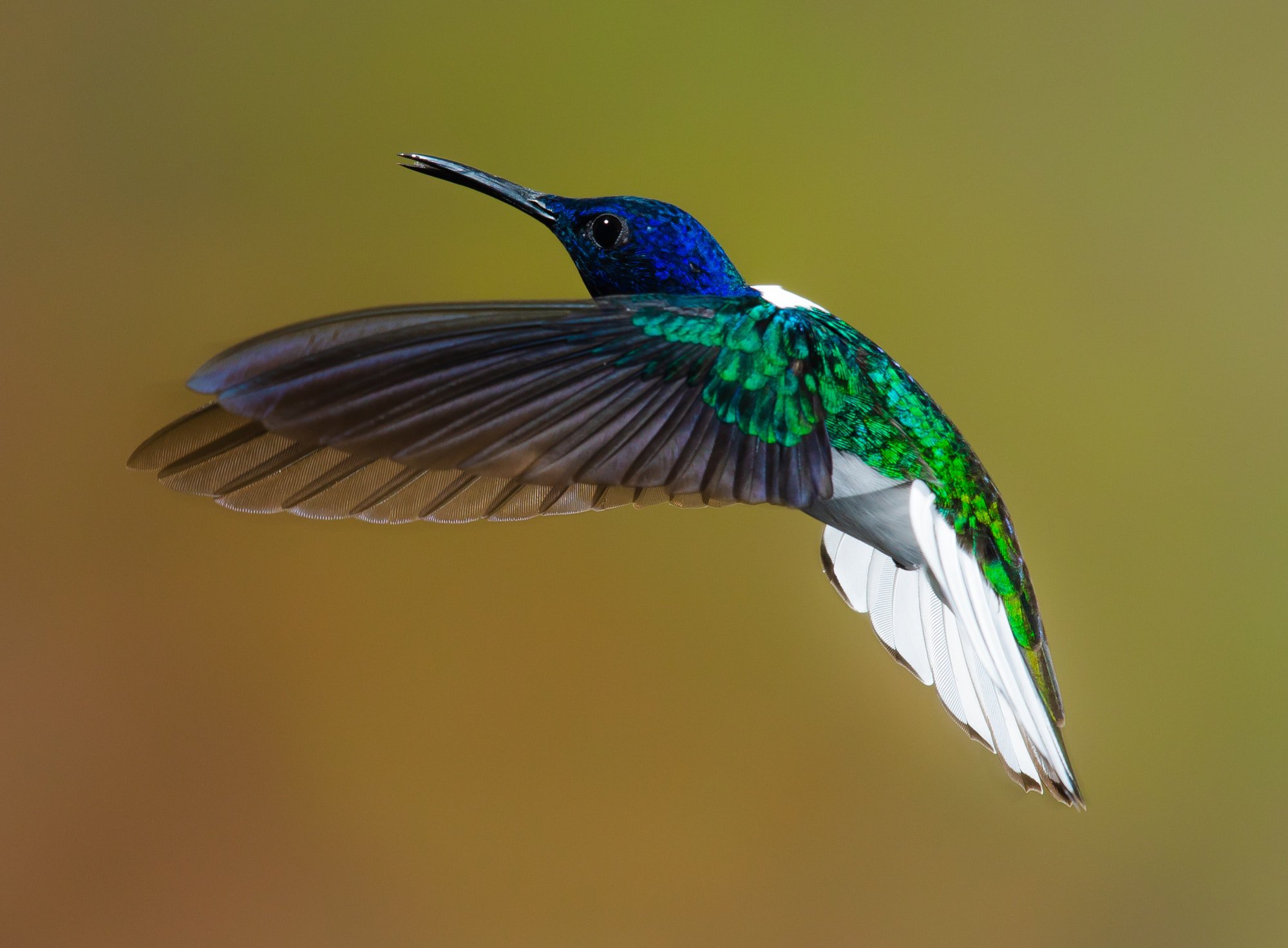 MicroPlastics and Our Beautiful Birdlife